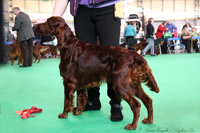 Crufts2011 207.jpg